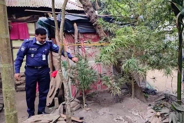 উঠানে গাঁজার গাছ লাগিয়ে সেবন ও বিক্রি,  উদ্ধার করলো পুলিশ