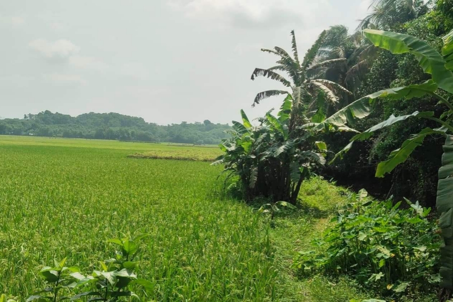 লালমাই পাহাড়ের পাদদেশে পড়ে ছিল তরুণীর লাশ