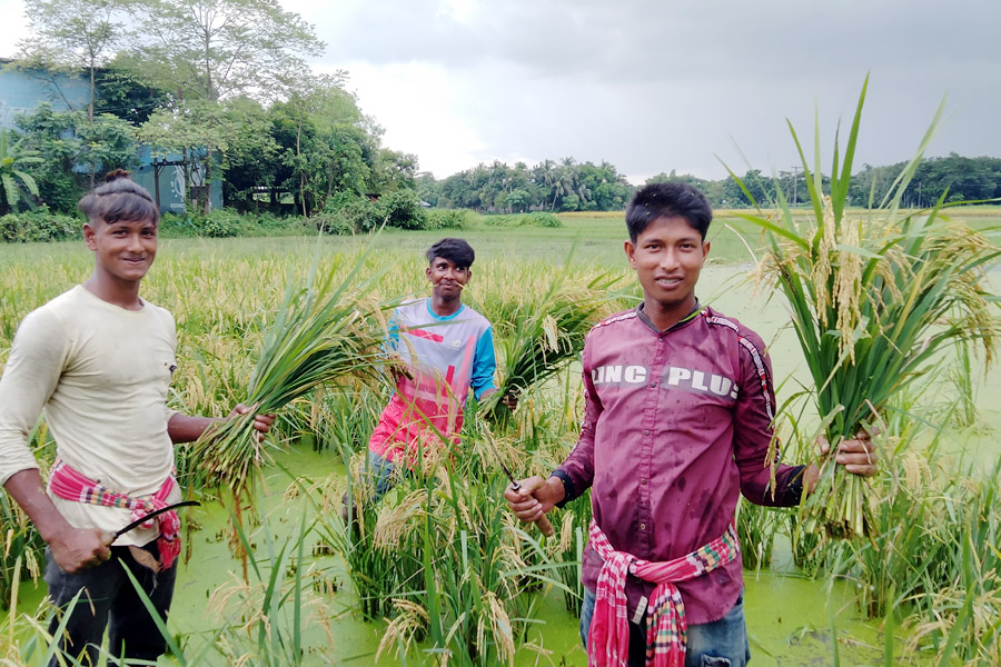 বিনা ধানের দ্বিগুণ ফলন 