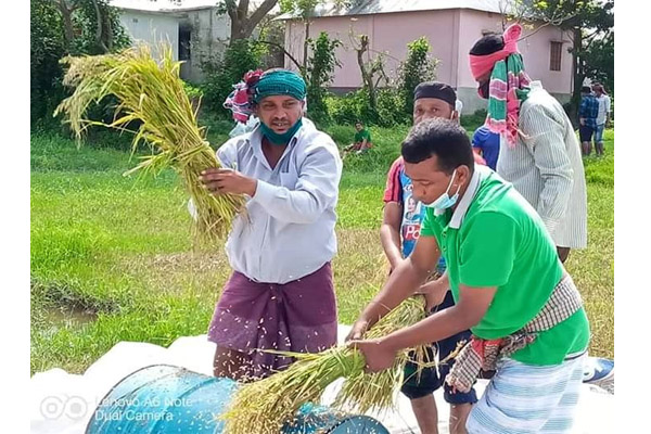 শ্রমিকের চড়া মজুরিতে বাম্পার ফলনের আনন্দ পানসে
