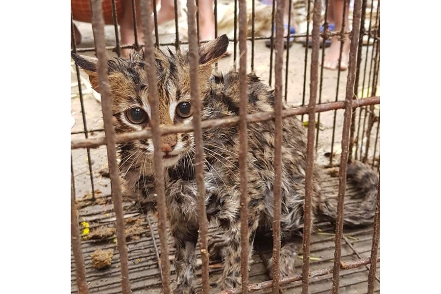 কুমিল্লায় সবজি বাগানে মিললো মেছোবাঘ