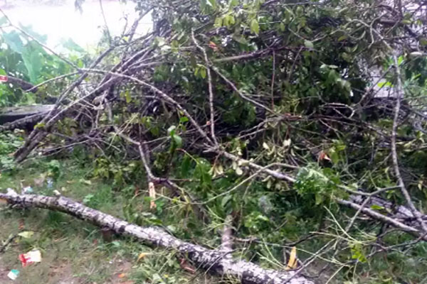 চৌদ্দগ্রামে স্কুলের গাছ কেটে নিলো সভাপতি, অভিযোগের দুই বছরেও ব্যবস্থা নেই